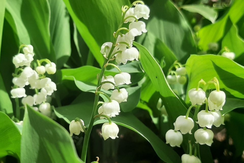 muguet-2-960x640.jpg