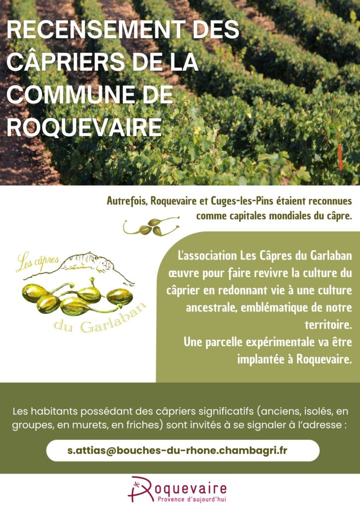 Recensement des câpriers à Roquevaire